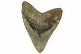 Fossil Megalodon Tooth - Huge NC Meg #328309-2